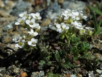 Hutchinsia alpina subsp brevicaulis